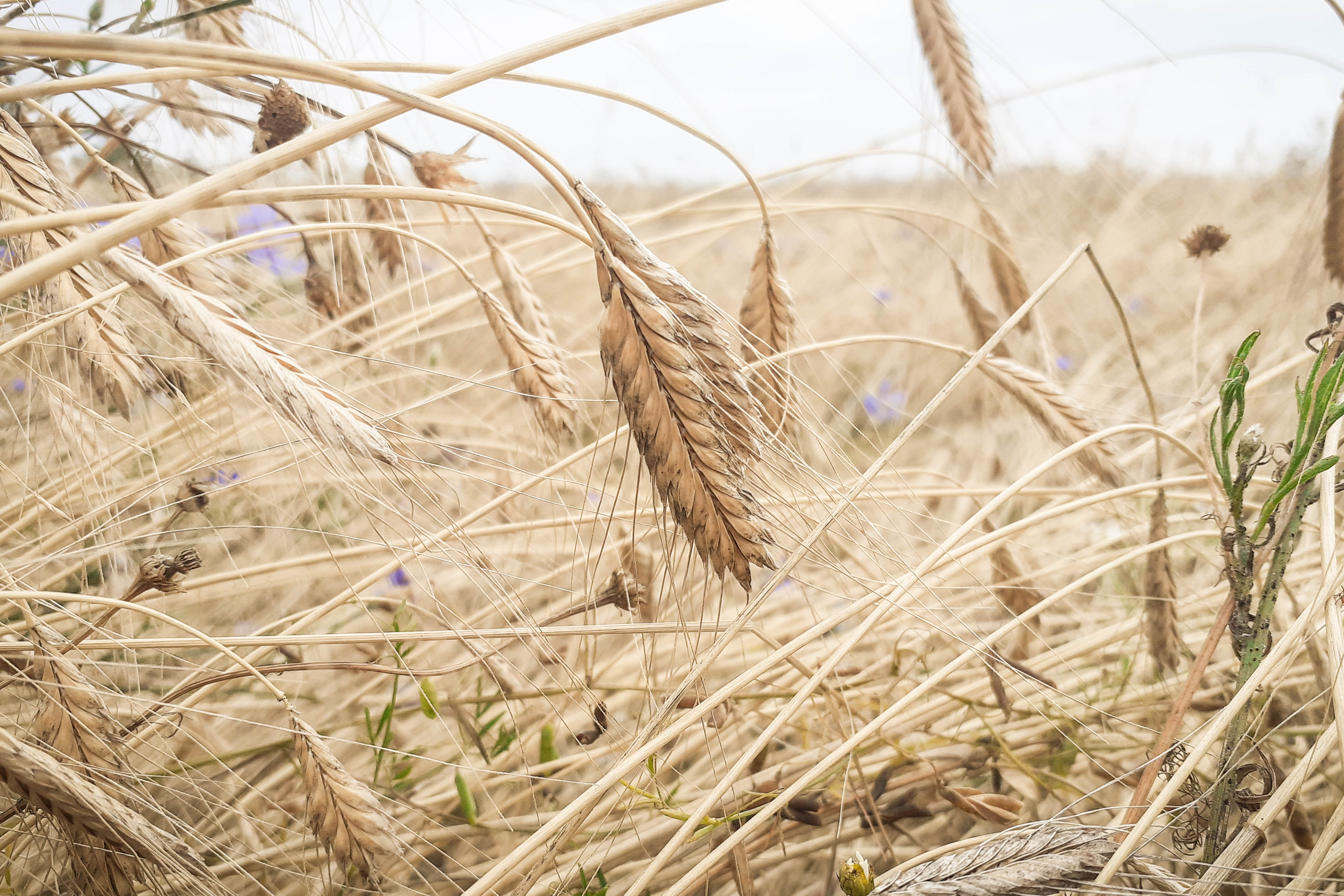 Zdjęcie gospodarstwa – Prazboza: BIO Samopsza i Płaskurka