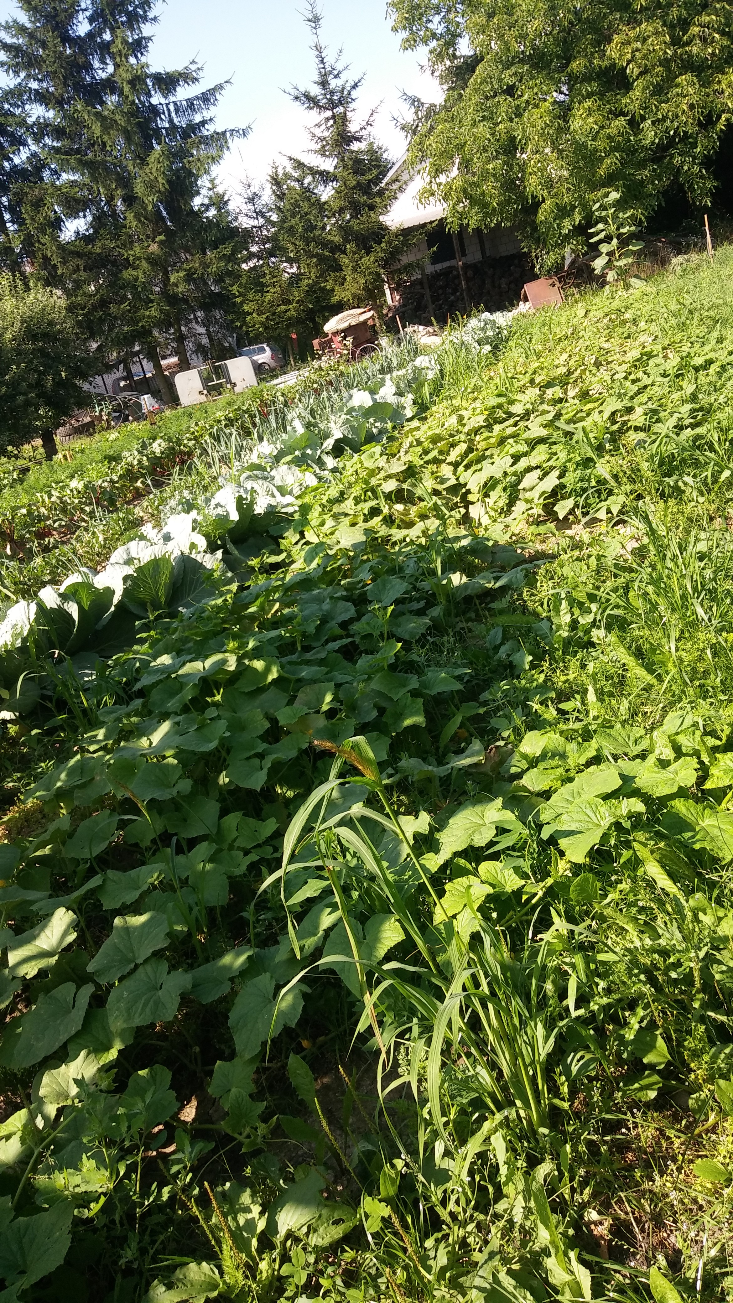 Naturalna Żywność