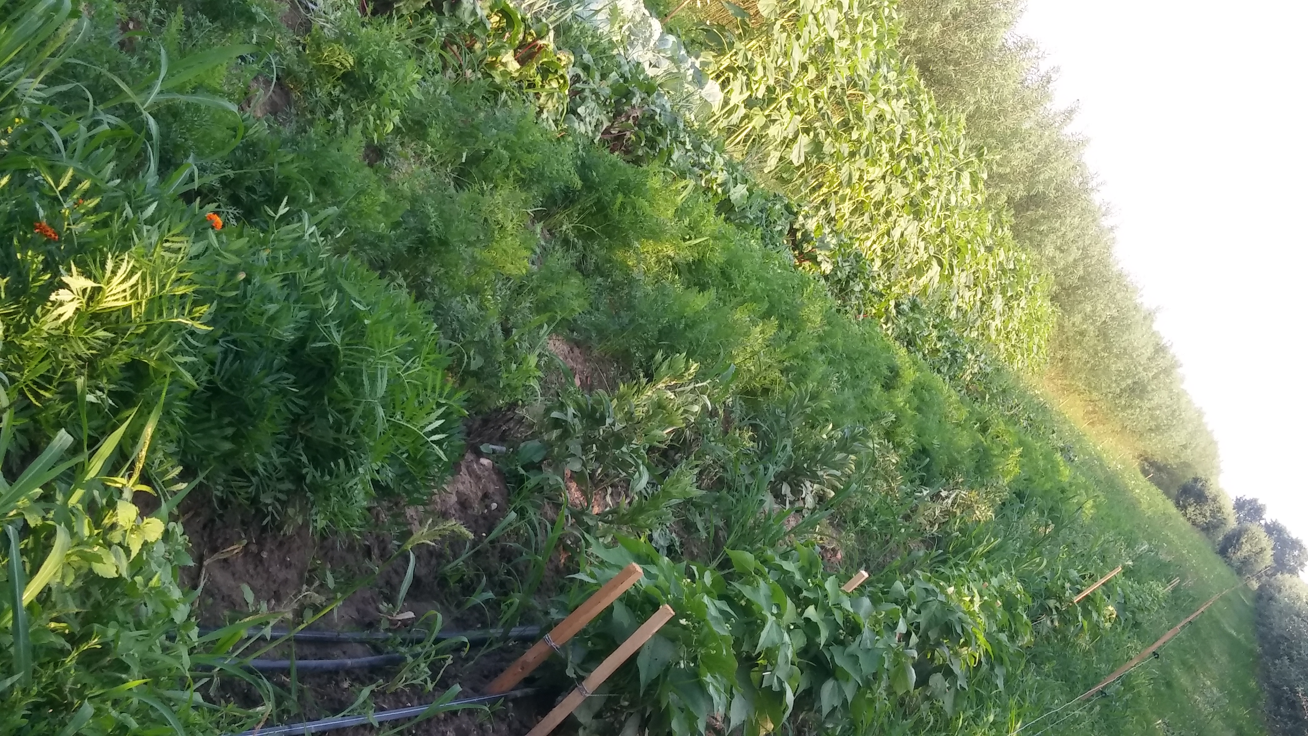 Zdjęcie gospodarstwa – Naturalna Żywność