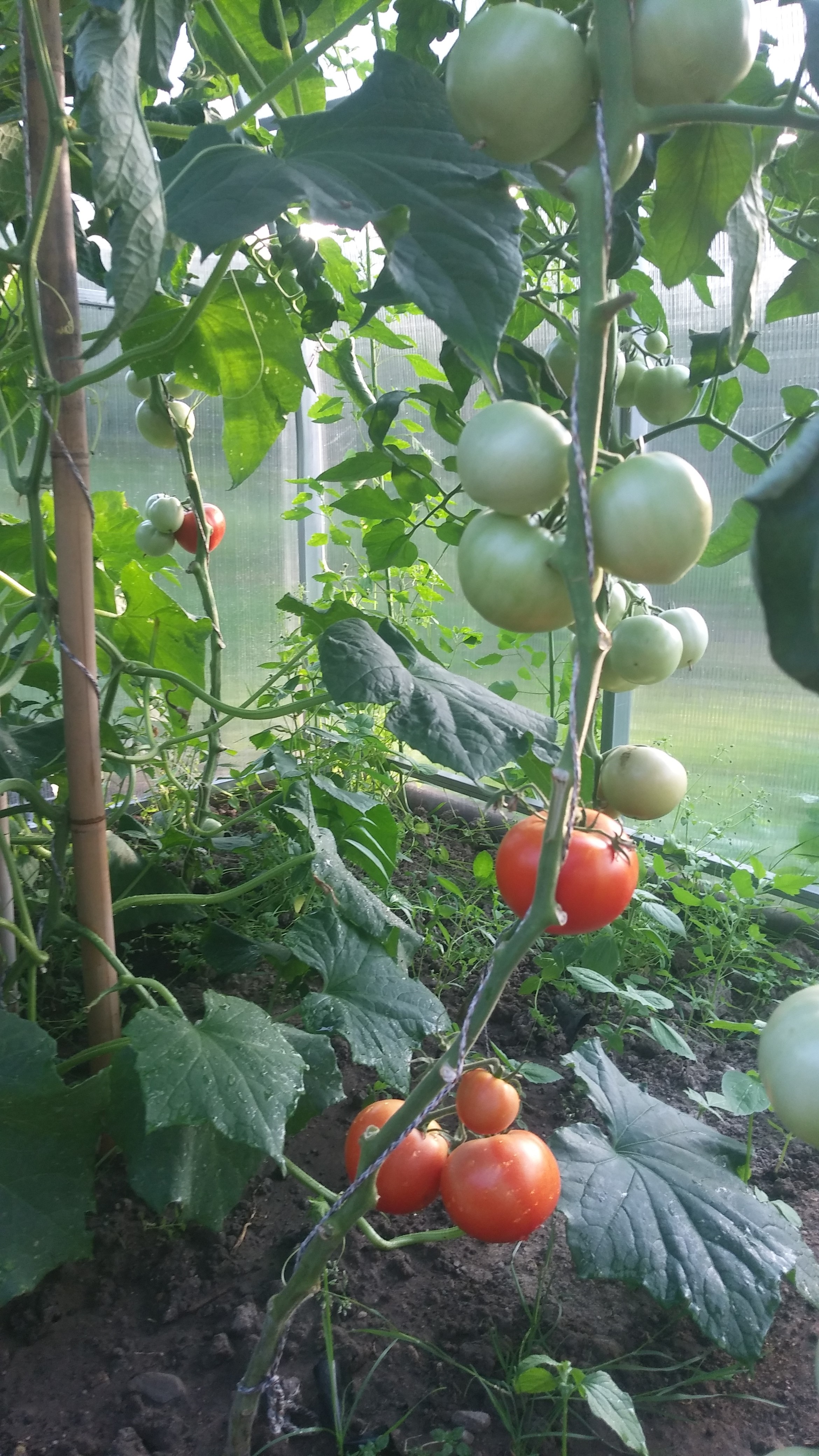 Zdjęcie gospodarstwa – Naturalna Żywność