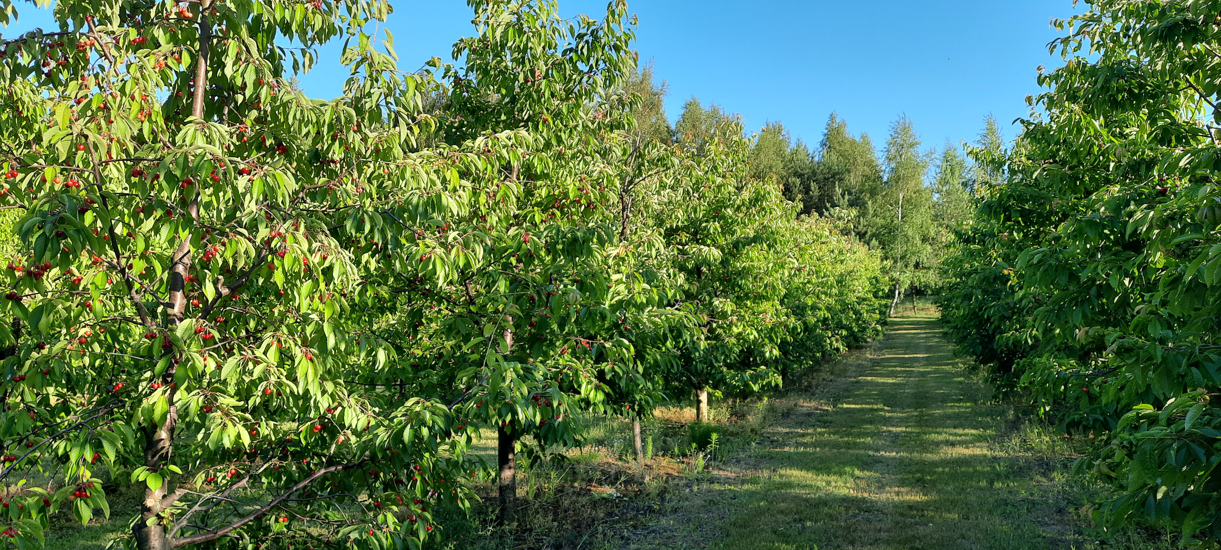 Zdjęcie gospodarstwa – Naturalne Gospodarstwo w Kociszewie