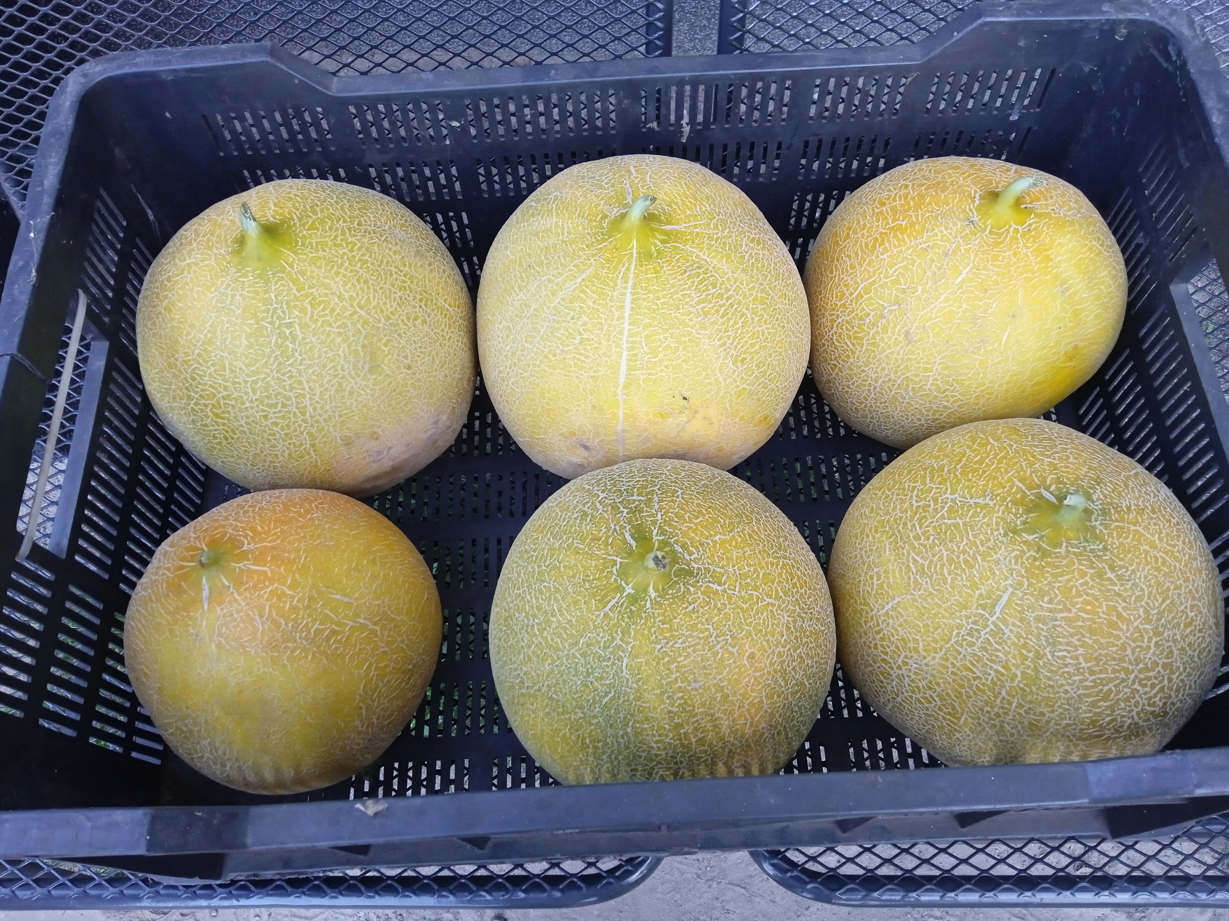 Sprzedam melona- Galia
